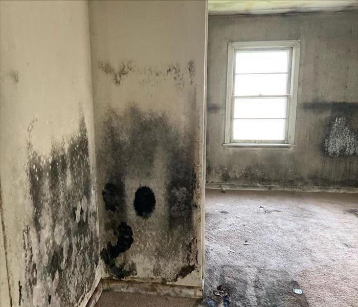 Affected adjacent room covered in mold